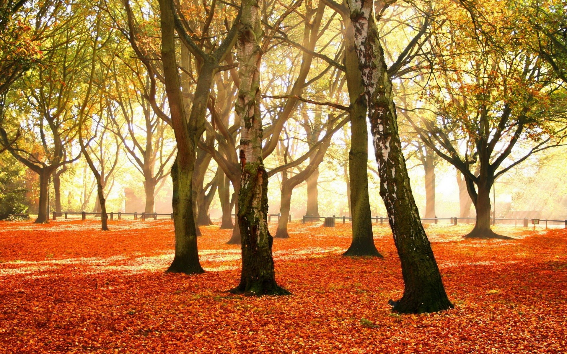 Nature, fall — HD PC desktop wallpaper and background: sunlit birch forest with a carpet of orange leaves and golden light filtering through the trees.