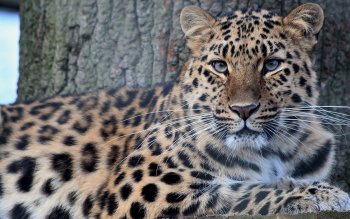 779 Leopard HD Wallpapers | Background Images - Wallpaper ...