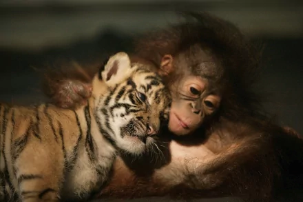 A cute tiger cub and an orangutan kitten snuggle together in a warm moment, creating a captivating HD desktop wallpaper and background.