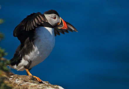 HD PC desktop wallpaper featuring a close-up of a puffin with wings partially spread against a deep blue background.