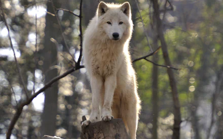 A majestic white wolf stands on a tree stump in a sunlit forest, surrounded by blurred greenery, creating a striking HD desktop wallpaper.