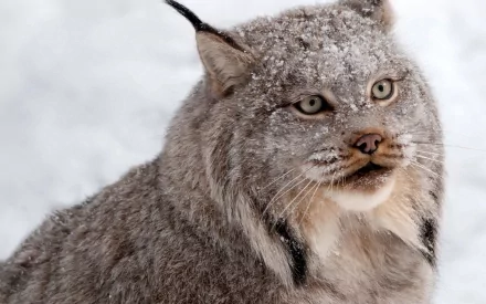 A close-up of a lynx covered in frost, showcasing its striking features and expressive eyes. This captivating image serves as a stunning HD PC desktop wallpaper and background.