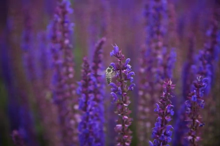 HD PC desktop wallpaper featuring a close-up of a bee perched on vibrant purple flowers in a blurred natural background.
