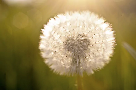 Nature HD PC desktop wallpaper/background: close-up of a backlit dandelion seed head with warm golden bokeh and a soft-focus green meadow.