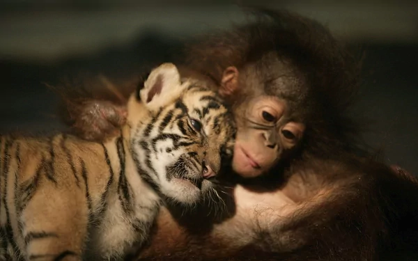 A cute tiger cub and an orangutan kitten snuggle together in a warm moment, creating a captivating HD desktop wallpaper and background.