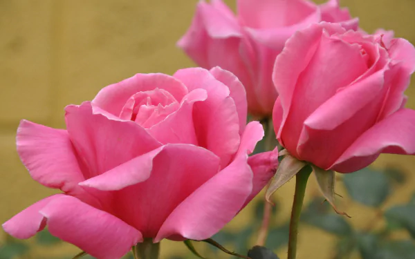 A vibrant close-up of pink roses against a soft yellow background, showcasing the beauty of nature in a high-definition desktop wallpaper.