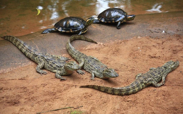 A vibrant HD wallpaper featuring crocodiles basking on the shore alongside turtles, set against a natural backdrop of water and sandy ground.