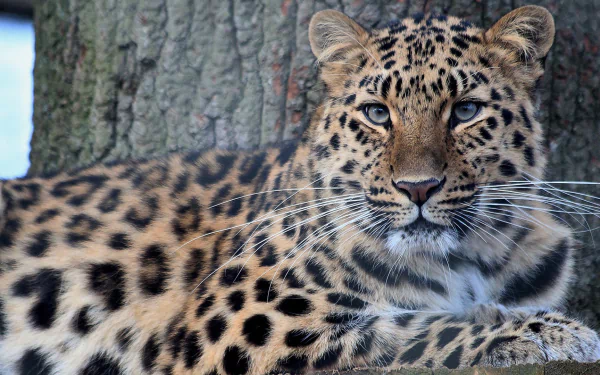 HD wallpaper of a leopard resting by a tree, showcasing its detailed fur pattern and intense gaze.