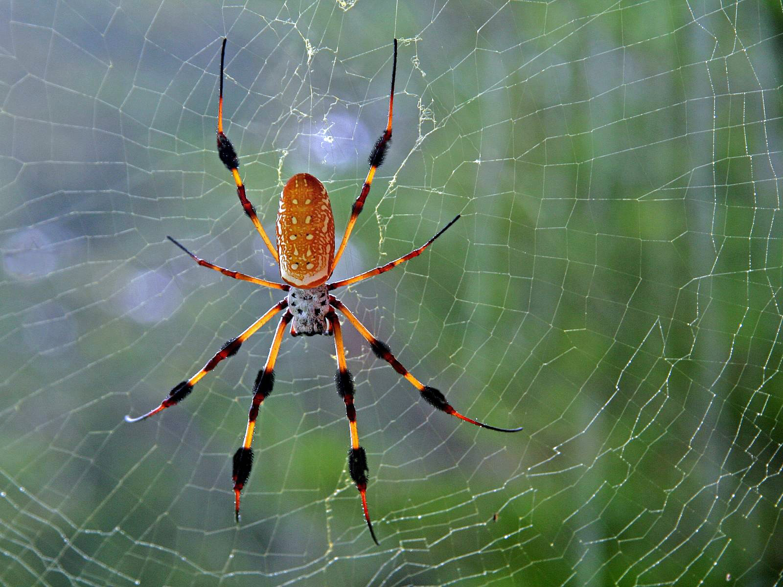 Animal Spider Wallpaper