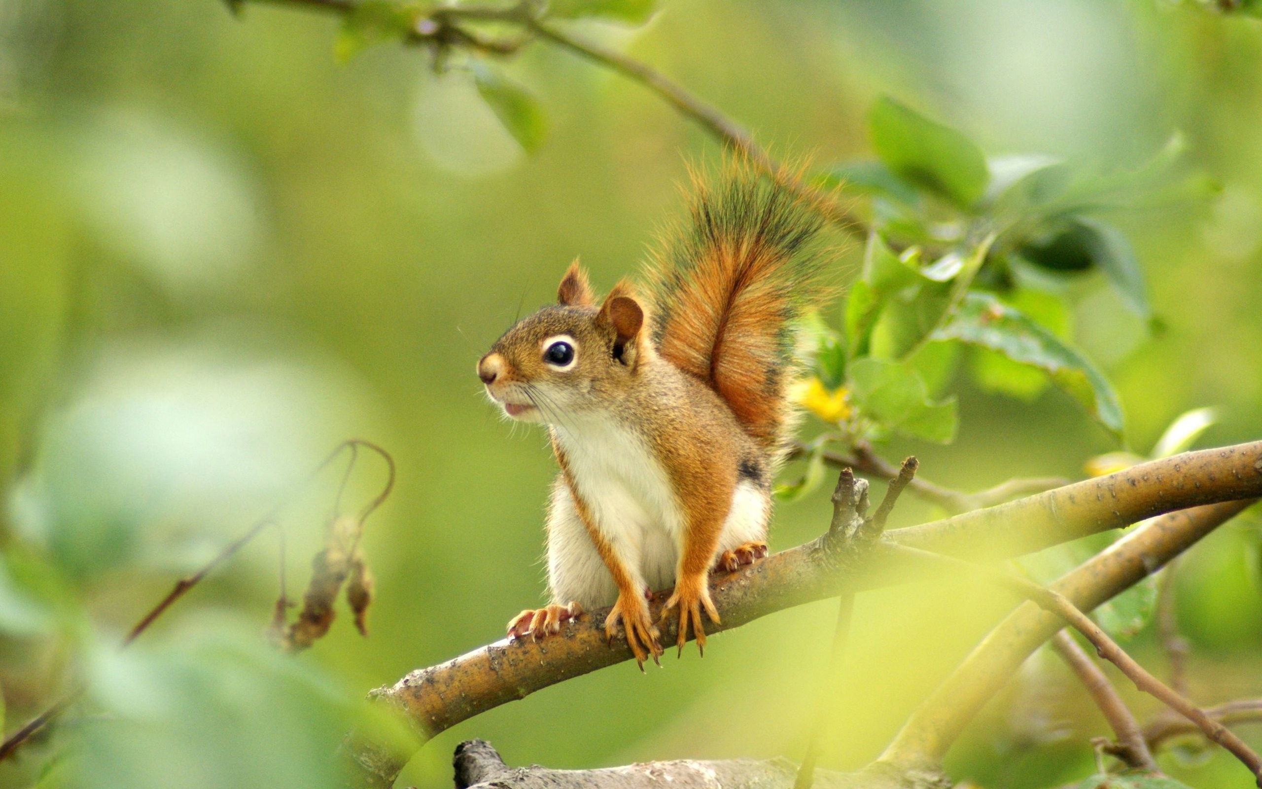 Squirrel Full HD Wallpaper and Background Image | 2560x1600 | ID:422716