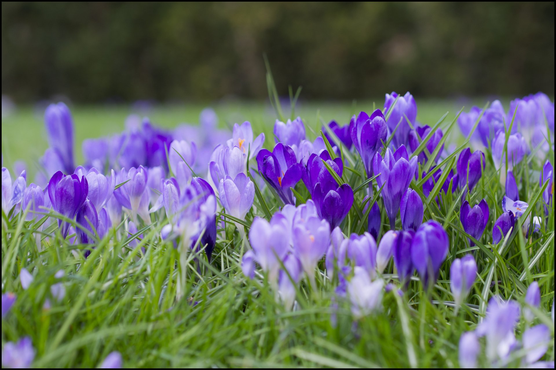 Vibrant crocus flowers bloom in varying shades of purple and lavender, surrounded by lush green grass, creating a stunning nature scene for a HD desktop wallpaper.