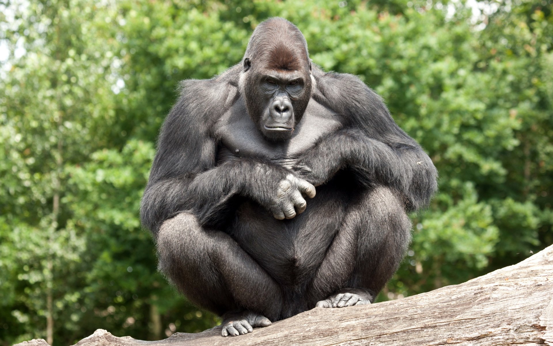 Gorilla Full Hd Wallpaper And Background Image 2560x1600 Id422025