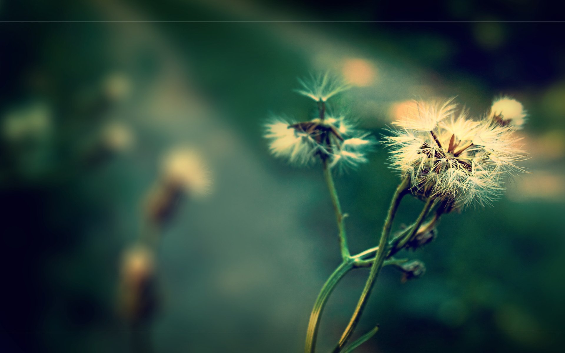 HD nature desktop wallpaper featuring close-up of dandelion seeds softly illuminated against a blurred green background.