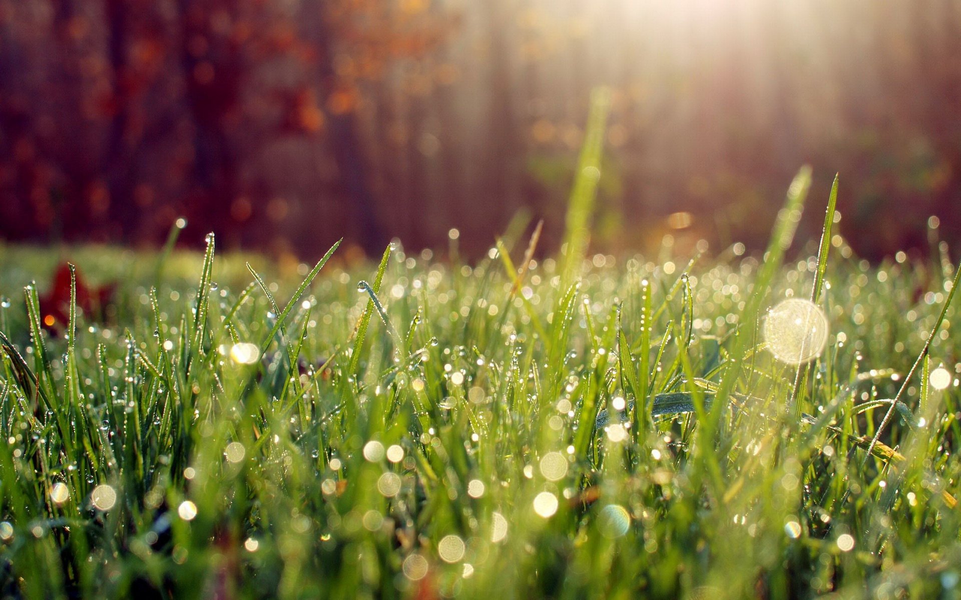 Photography: raindrops and dew on sunlit green grass, HD PC desktop wallpaper background.
