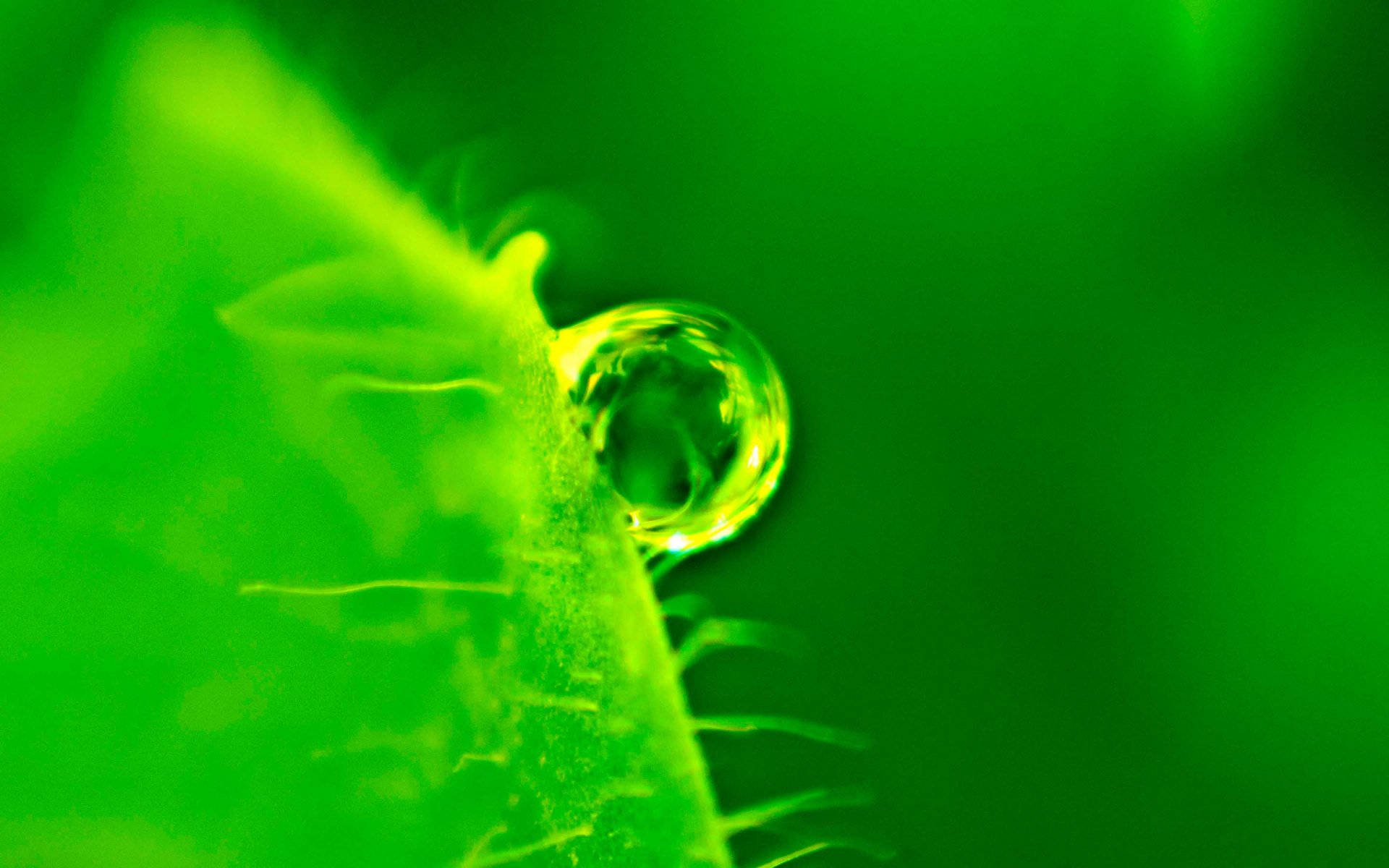 Close-up of a water drop resting on a vibrant green leaf, captured in high definition as a nature-themed PC desktop wallpaper.