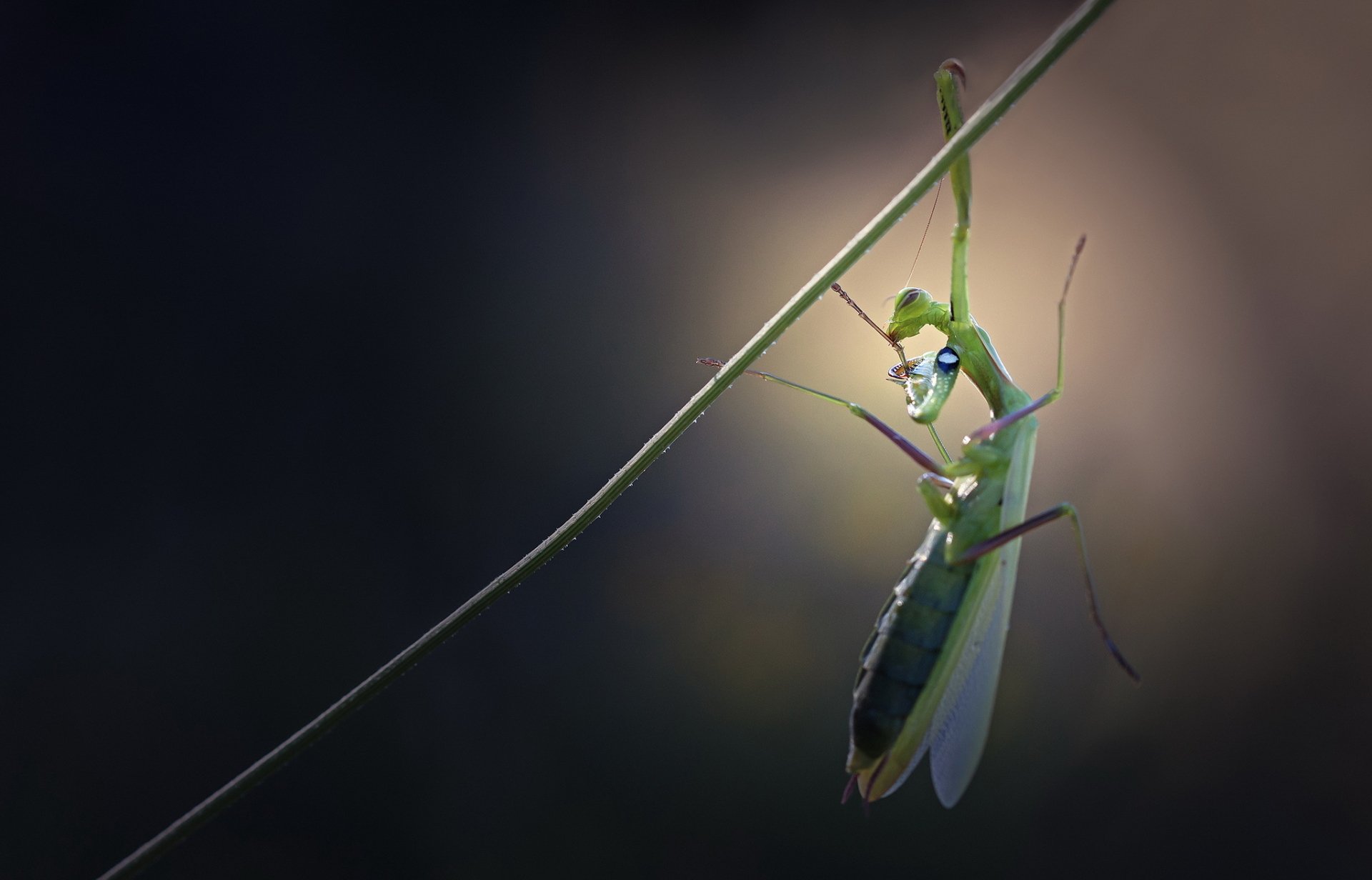 HD desktop wallpaper featuring a close-up of a green praying mantis clinging to a thin twig against a dark, blurred background.