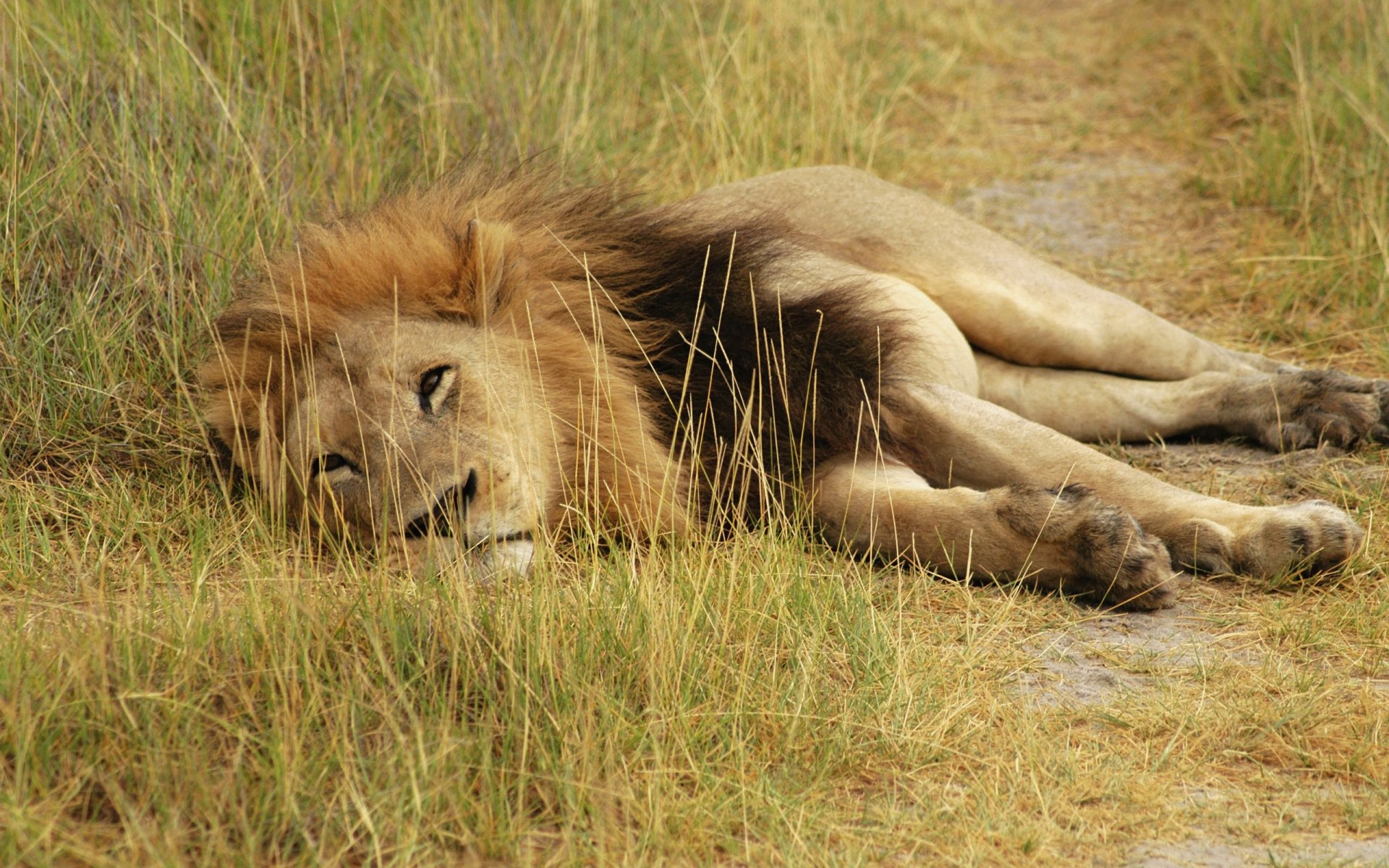 A majestic lion lies peacefully in tall grass, showcasing its rich mane and relaxed demeanor in this stunning HD desktop wallpaper.