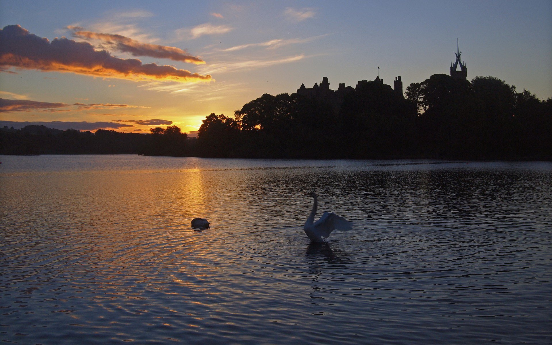 HD desktop wallpaper featuring a swan gracefully gliding on a calm lake at sunset, with silhouetted trees and buildings in the background.