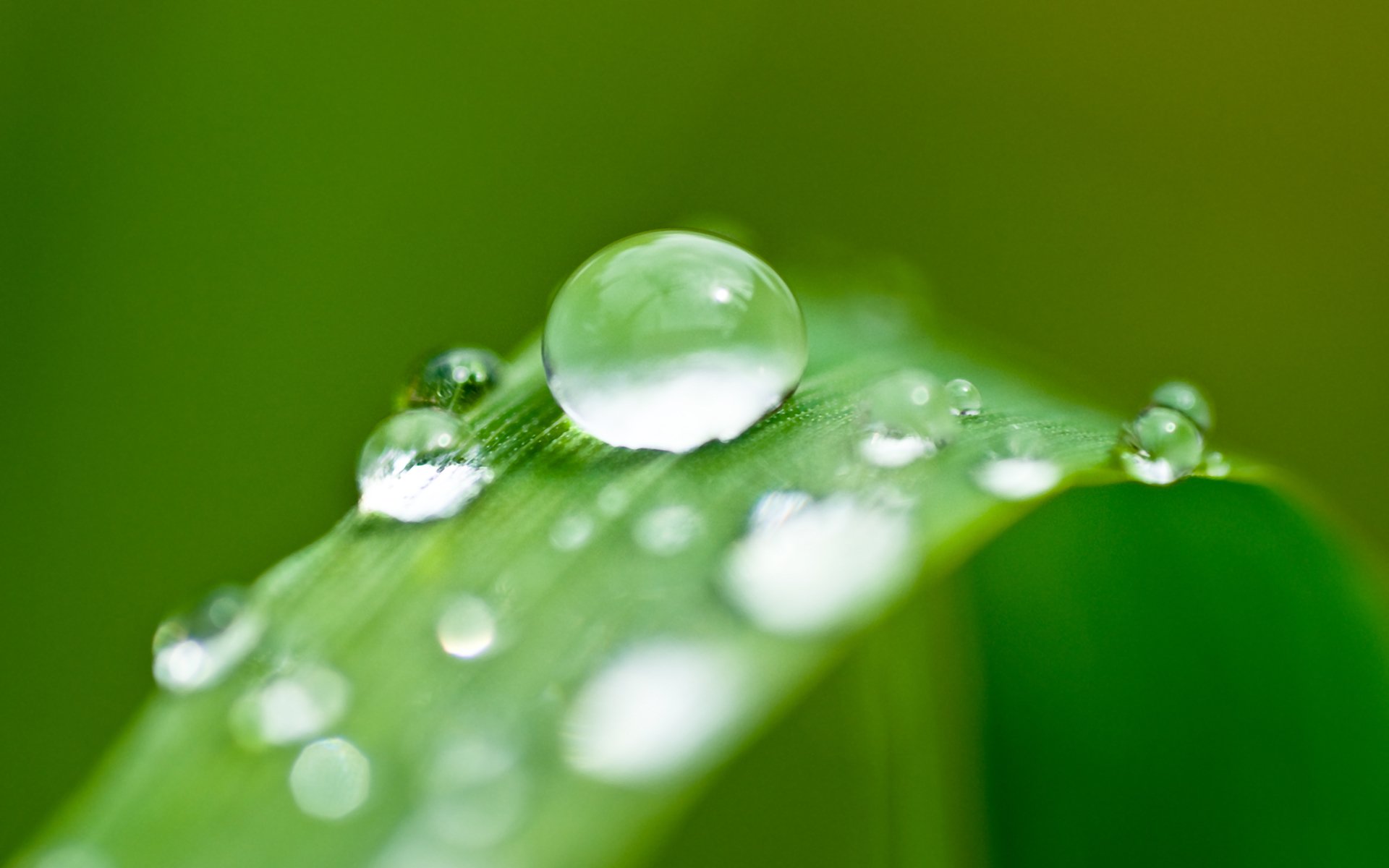 A close-up of water droplets resting on a green leaf, showcasing the beauty of nature. This vibrant image serves as a stunning HD desktop wallpaper and background.