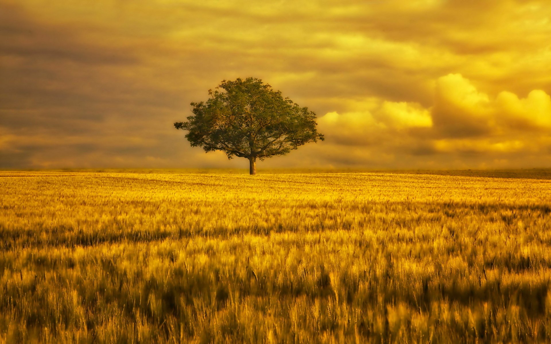 Golden Horizon: Nature's Serenity in HD Wallpaper by Paraiso do Astro