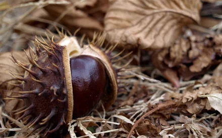 nature chestnut HD Desktop Wallpaper | Background Image