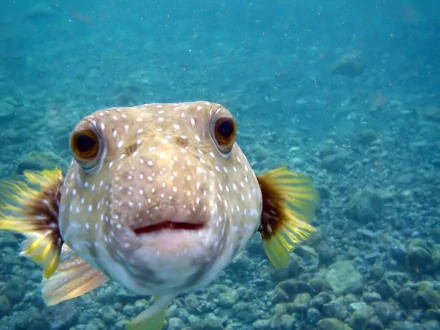 Close-up of a pufferfish swimming underwater, captured in high definition, making a vibrant and detailed fish-themed PC desktop wallpaper.