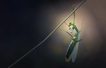 HD desktop wallpaper featuring a close-up of a green praying mantis clinging to a thin twig against a dark, blurred background.