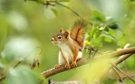 A charming squirrel perched on a branch, surrounded by lush green foliage, captured in high definition, making it an engaging desktop wallpaper and background.