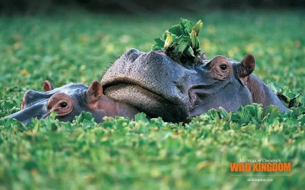 HD desktop wallpaper featuring two hippos partially submerged in lush green vegetation.
