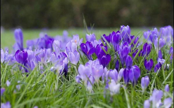 Vibrant crocus flowers bloom in varying shades of purple and lavender, surrounded by lush green grass, creating a stunning nature scene for a HD desktop wallpaper.