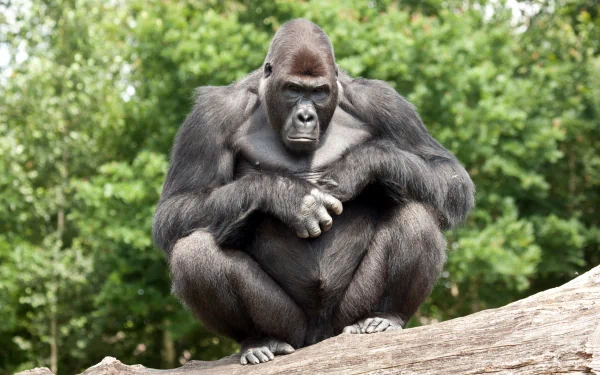 A serene gorilla sits thoughtfully on a log, surrounded by lush greenery. This stunning HD image makes a striking desktop wallpaper or background.