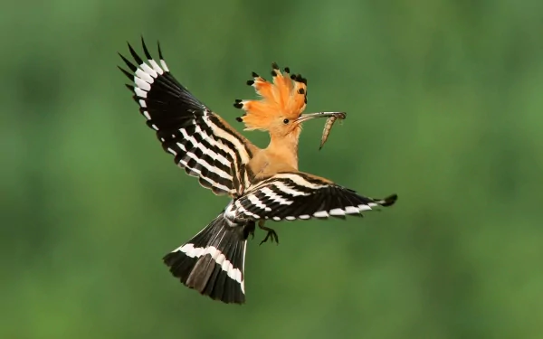 A striking hoopoe in mid-flight, showcasing its vibrant crown and distinctive black and white wings. This HD wallpaper captures the beauty of this unique bird against a lush green background.