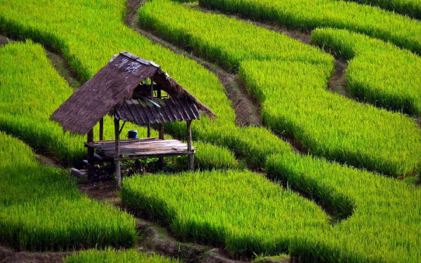  rice field