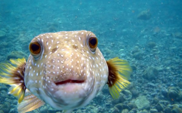 Animal Pufferfish Fish HD Wallpaper | Background Image