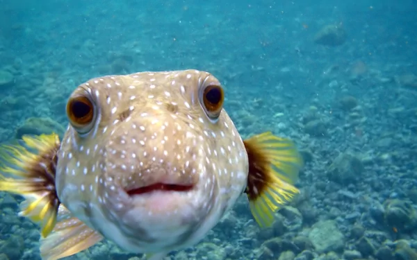 fish Animal pufferfish HD Desktop Wallpaper | Background Image