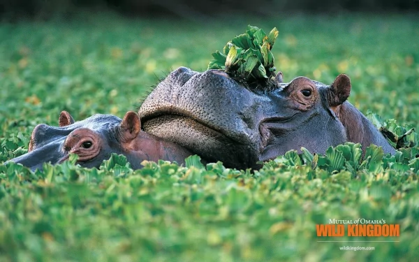 HD desktop wallpaper featuring two hippos partially submerged in lush green vegetation.
