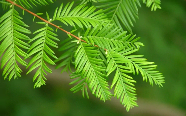 Close-up of a green branch with delicate leaves against a blurred green background. This HD nature image makes for a refreshing desktop wallpaper and background.