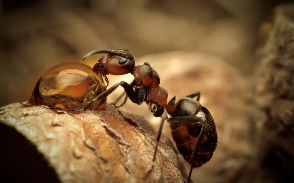 Close-up HD desktop wallpaper of a detailed ant carrying a droplet, showcasing the insect’s texture and environment in sharp focus.