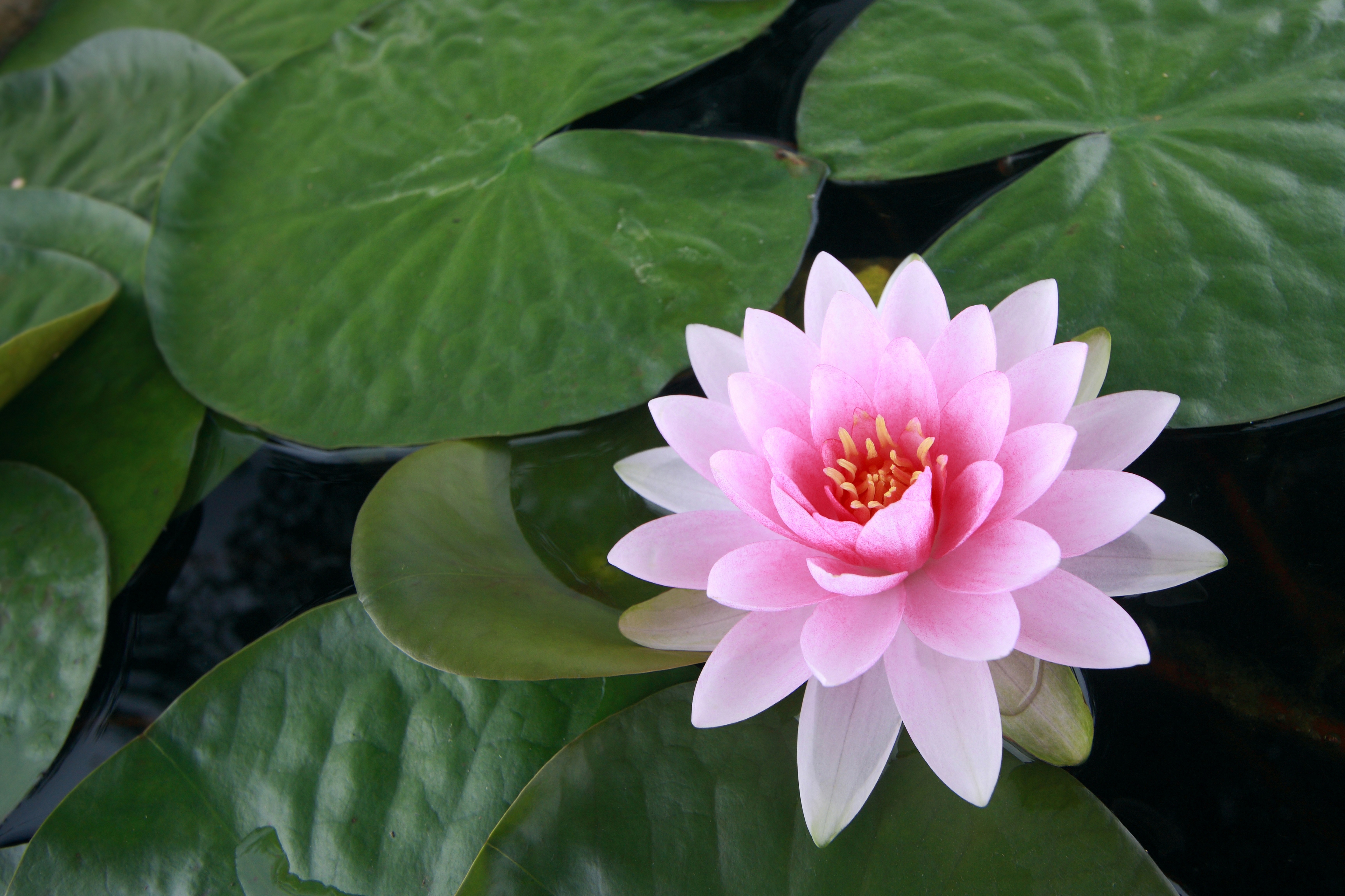 10000 Lotus Flower Pictures and Photos in HiRes  Pixabay