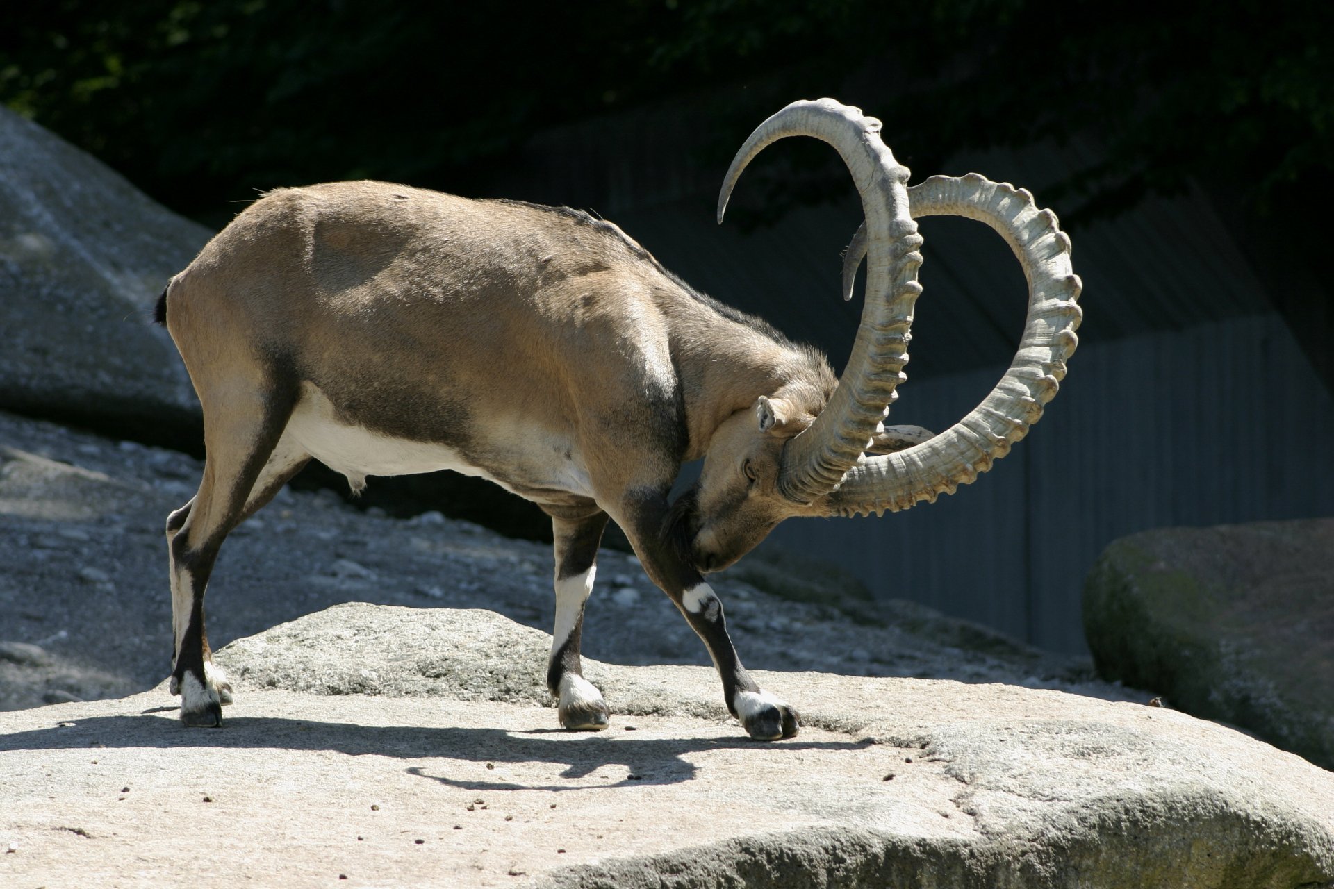 A majestic alpine ibex stands on a rocky surface, showcasing its impressive curved horns against a natural backdrop. This HD desktop wallpaper captures the beauty of wildlife.