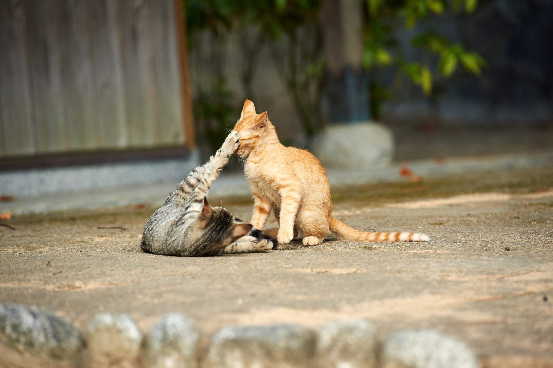 Two playful cats, one tabby and one orange, interact on a stone pathway, captured in a lively HD PC desktop wallpaper. The scene radiates joy and companionship.
