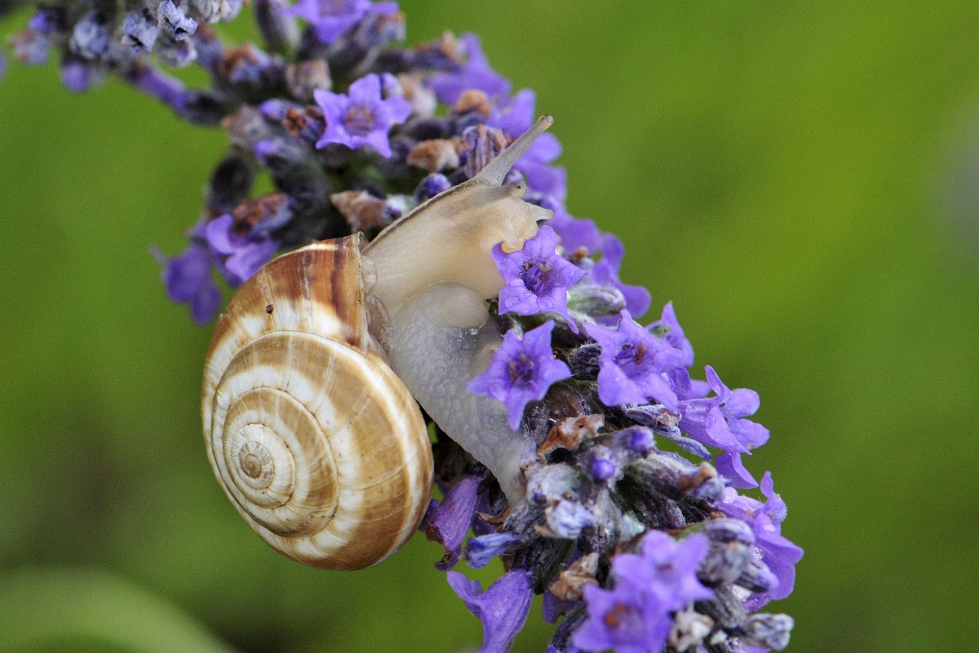 HD desktop wallpaper featuring a close-up of a snail on vibrant purple flowers against a soft green background.
