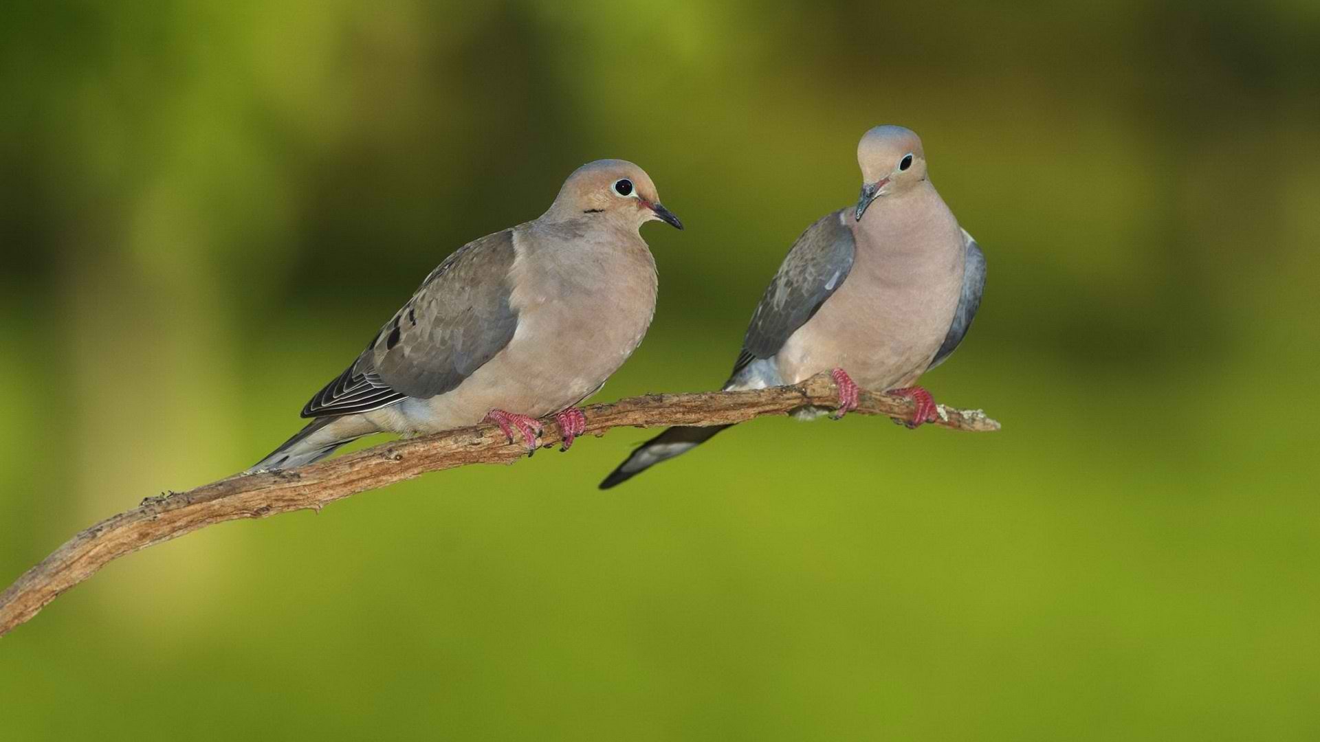A serene HD desktop wallpaper featuring two doves perched on a branch, set against a soft green background, showcasing the beauty of nature.