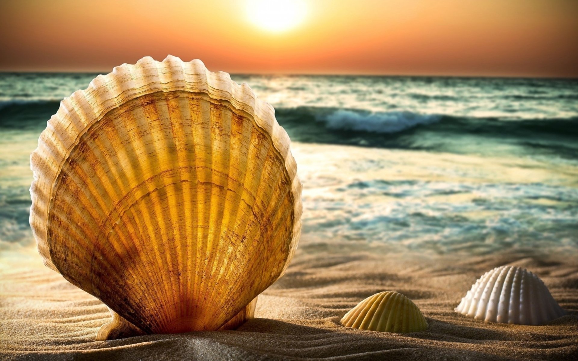 Download Nature Shell HD Wallpaper