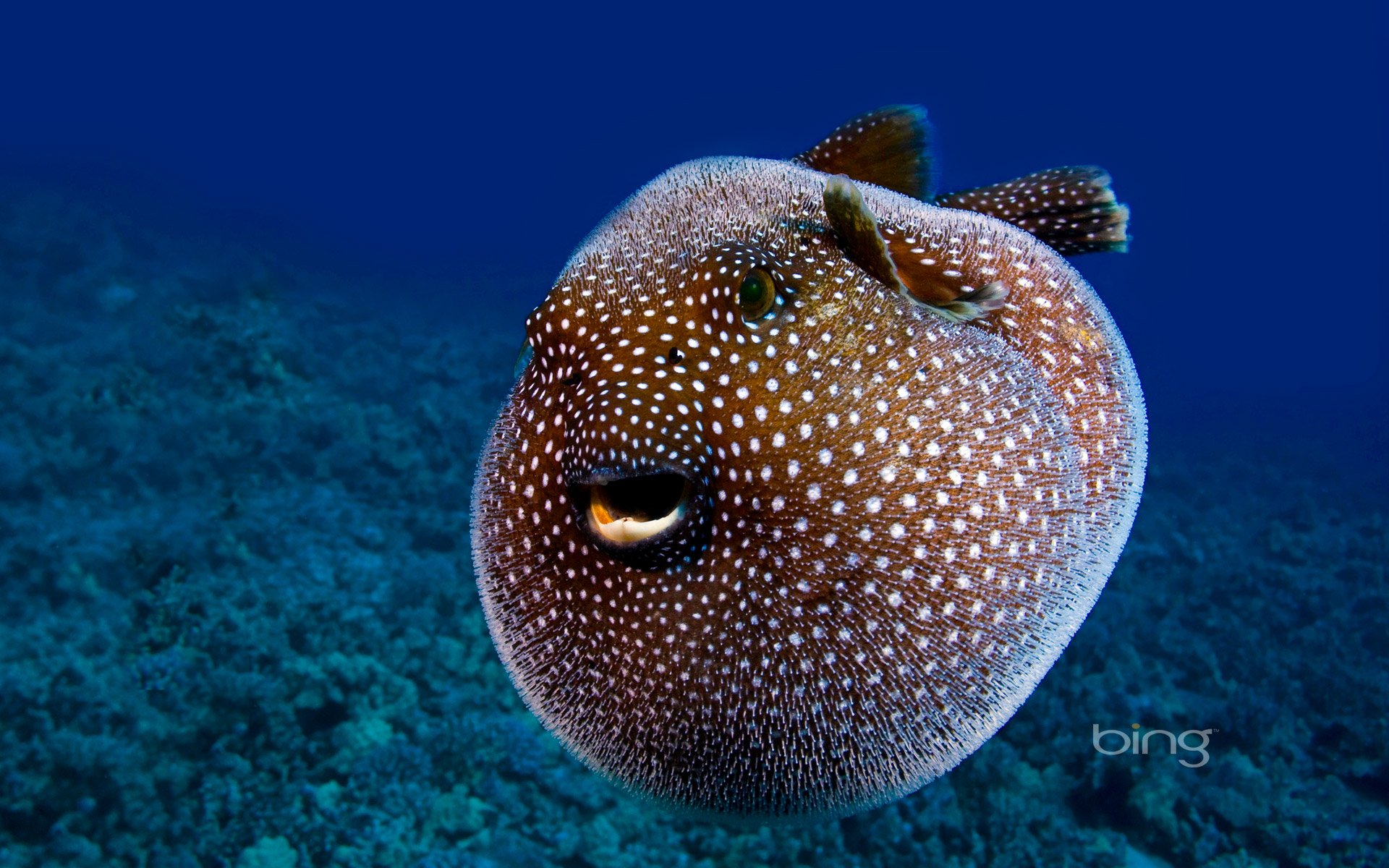 Blowfish HD Wallpapers and Backgrounds