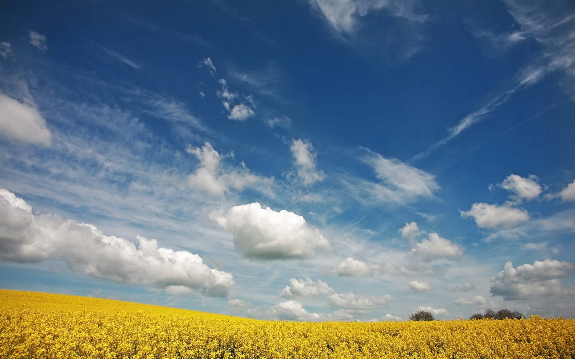 Download Nature Canola HD Wallpaper