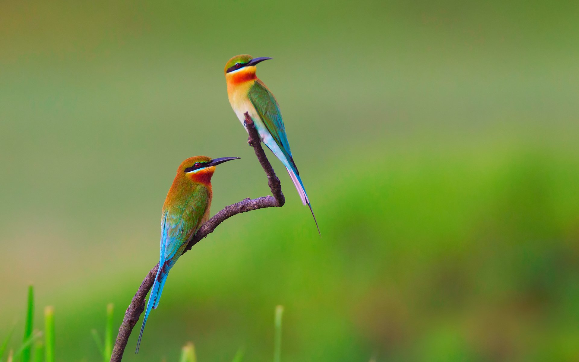 HD desktop wallpaper featuring two colorful bee-eaters perched on a slender branch against a soft green blurred background.