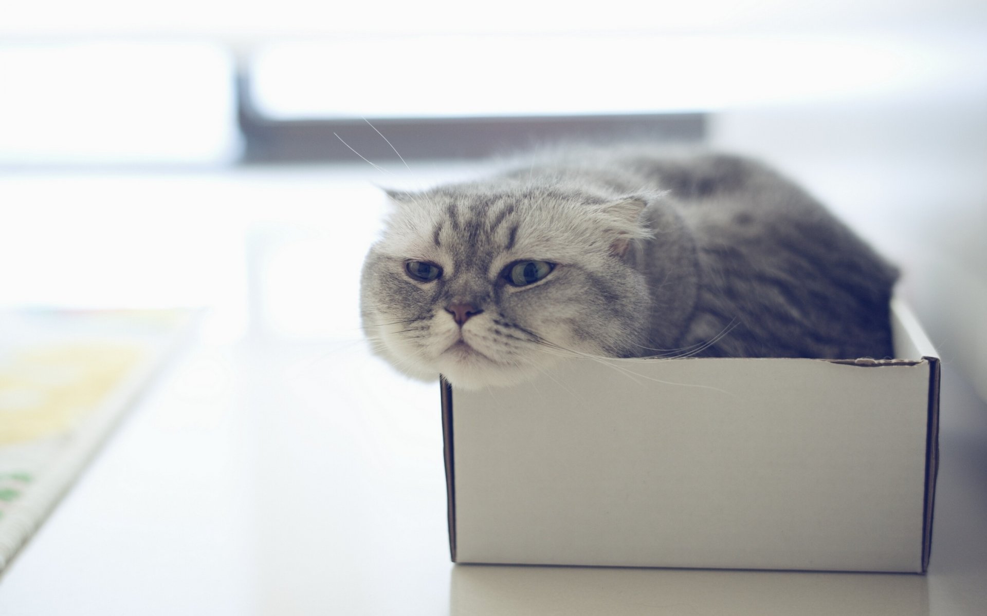 HD desktop wallpaper of a grumpy-looking gray cat snugly fitting inside a small white box on a bright surface.