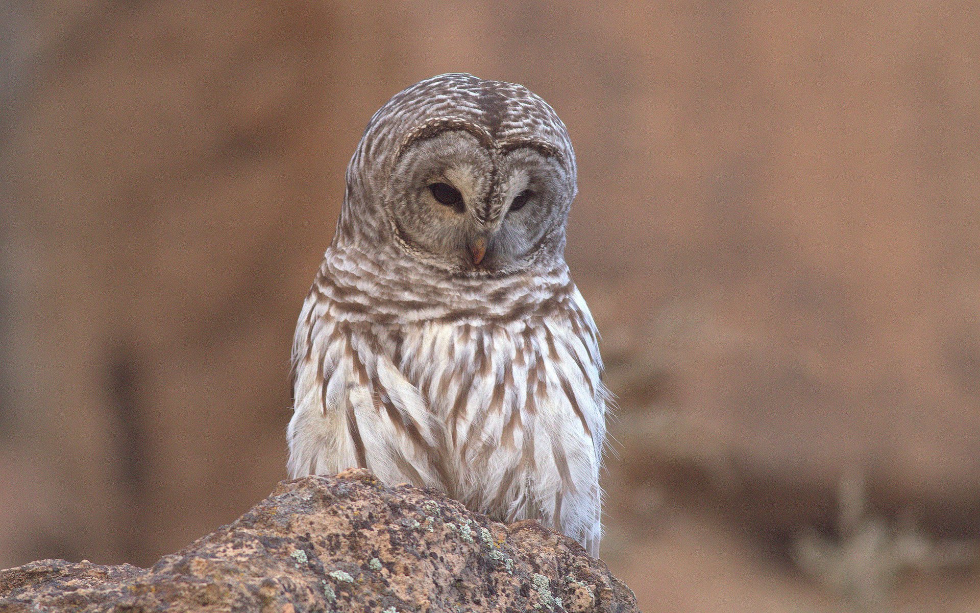 HD PC desktop wallpaper of an animal — a barred owl perched on a rocky ledge, its streaked feathers and closed eyes set against a soft brown background.