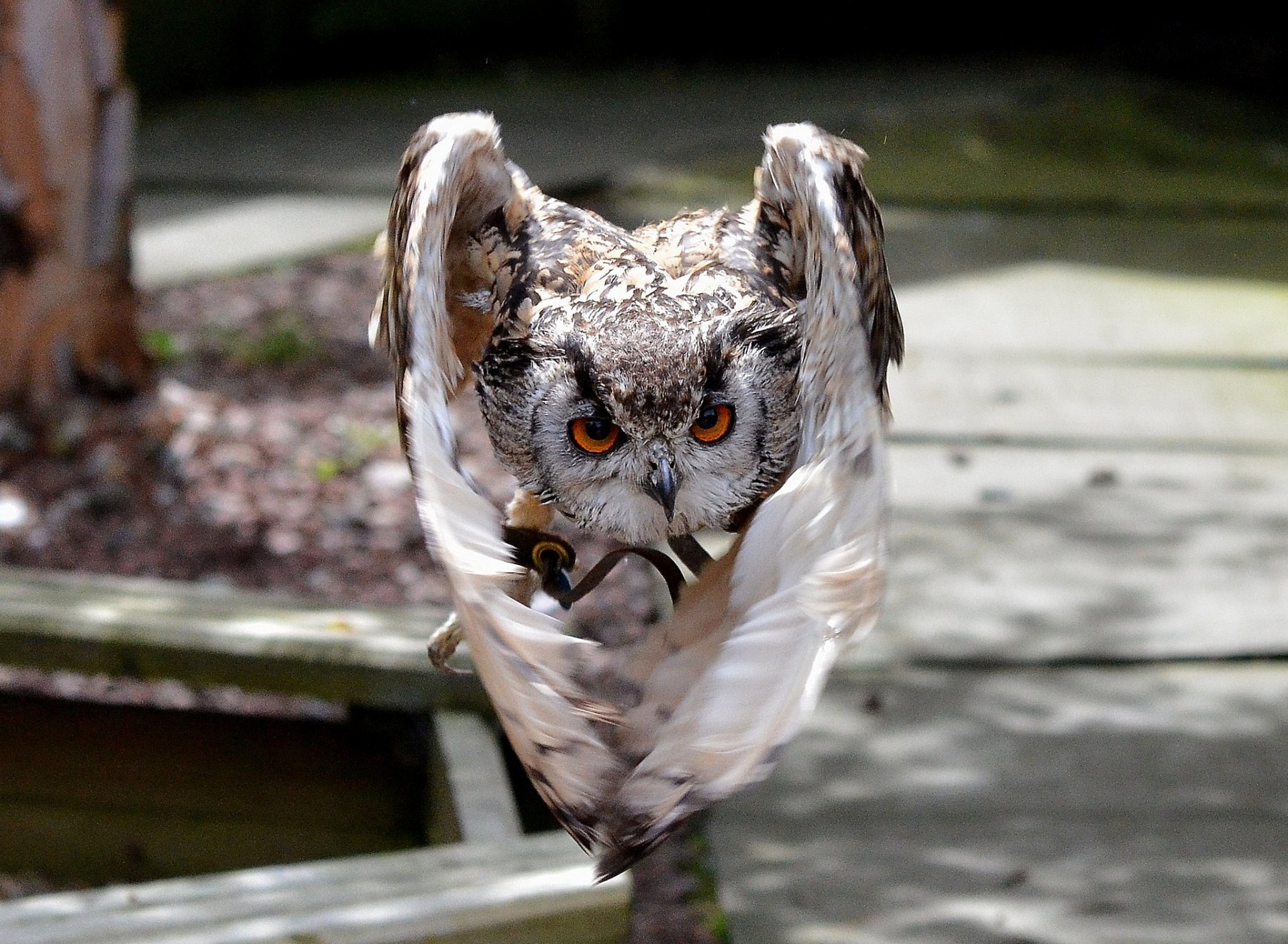 HD PC desktop wallpaper featuring a close-up of an owl in mid-flight with intense orange eyes and detailed feathers against a blurred outdoor background.